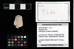Foto (Objekt + Etikett) von Decapoda indet.  (NHMW-GEO-2014-0194-0624)